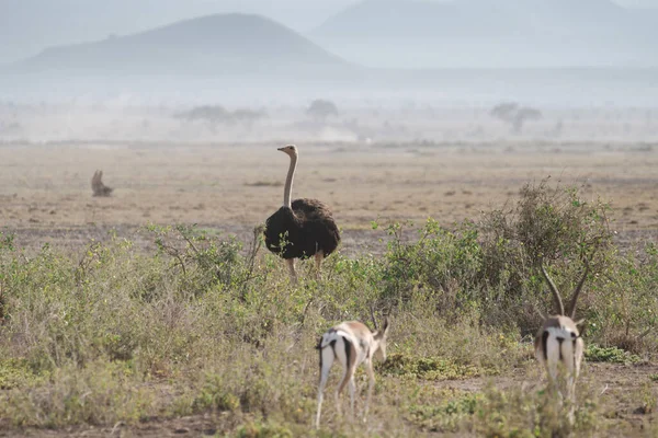 stock image Ostrich among a herd of imapalas, in Amboseli National Park Keny