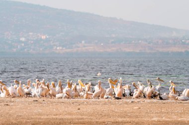 Kenya Afrika 'da Nakuru Gölü kıyısında beyaz pelikanlar var.