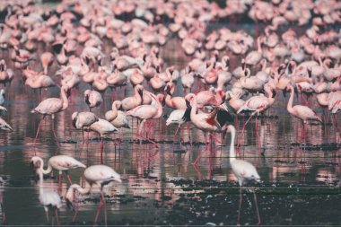 Pembe flamingoların alg yediği sahne - Nakuru Gölü Ulusal Parkı Kenya Afrika