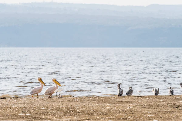 아프리카의 나쿠루 연안에는 사다새들이 줄지어서 — 스톡 사진