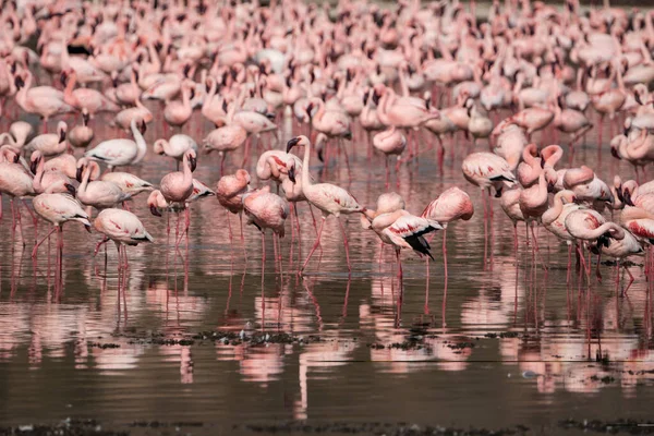 Cena Flamingos Rosa Comendo Algas Parque Nacional Lago Nakuru Quênia — Fotografia de Stock