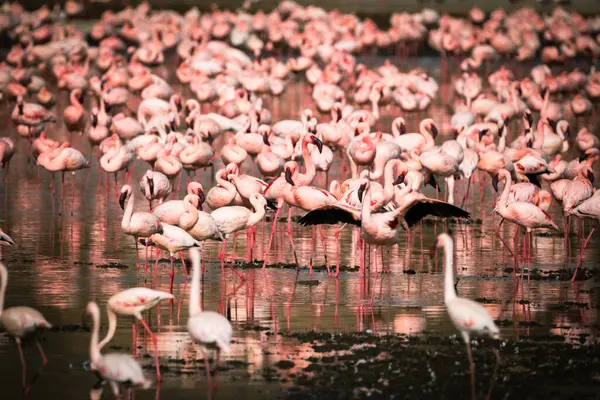 Belo Bando Flamingos Cor Rosa Parque Nacional Lago Nakuru Quênia — Fotografia de Stock
