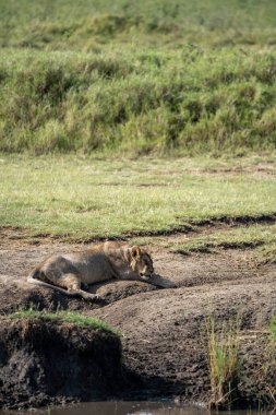 Aslan, Serengeti Ulusal Parkı 'ndaki bir su kaynağının yanında dinleniyor.