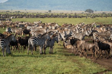 Zebralar ve antiloplar Serengeti Ulusal Parkı Tanzanya Afrika 'da uyum içinde otluyor.