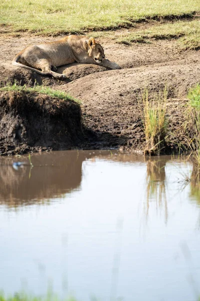 厌倦了的狮子睡在非洲塞伦盖蒂国家公园的一个池塘边 — 图库照片