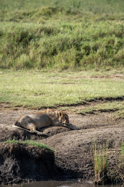 坦桑尼亚塞伦盖蒂国家公园 狮子在水源旁休息 — 图库照片