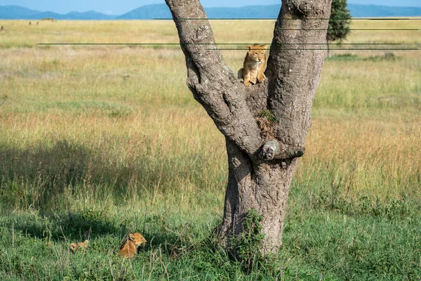 小狮子宝宝爬上树 坐在树上 就像其他狮子在草地上休息一样 坦桑尼亚塞伦盖蒂国家公园 — 图库照片