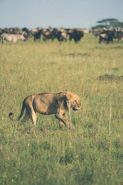 在塞伦盖蒂国家公园 狮子在其他野生动物身后寻找食物和猎物 — 图库照片