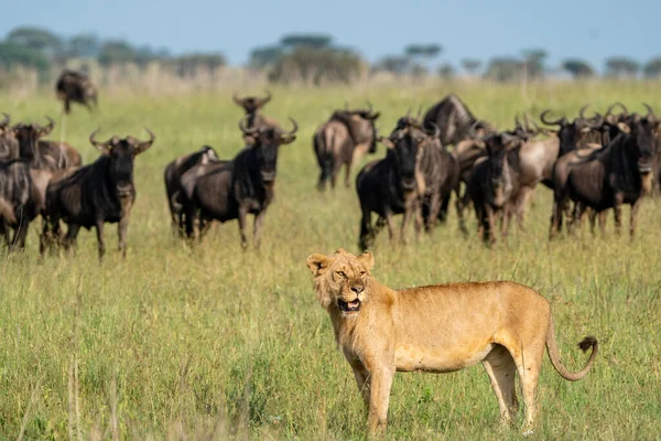 stock image Lion looks for prey, as many wildebeests animals look on behind. Serengeti National Park Tanzania