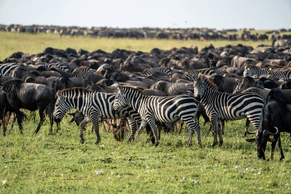 Zebras Wildebeests Graze Together Harmony Serengeti National Park Tanzania Africa — Stock Photo, Image