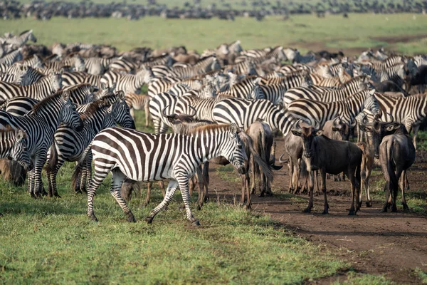 セレンゲティ国立公園タンザニアアフリカの調和のとれたシマウマと野生動物の放牧 — ストック写真