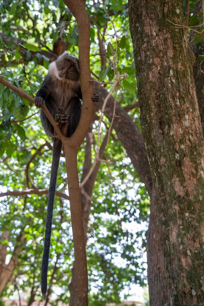 在肯尼亚内罗毕 赛克猴坐在树上 — 图库照片