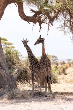 Zürafalar Kenya Amboseli Ulusal Parkı 'ndaki büyük bir ağacın gölgesine sığınırlar.