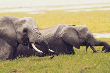 Amboseli Ulusal Parkı Kenya Afrika 'daki bir bataklıktan su içen iki fil.