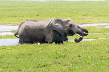 Amboseli Ulusal Parkı Kenya Afrika 'daki bir bataklıktan su içen iki fil.
