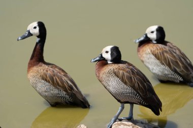 Kenya Amboseli Ulusal Parkı 'nda üç beyaz yüzlü ıslık çalan ördek türü.