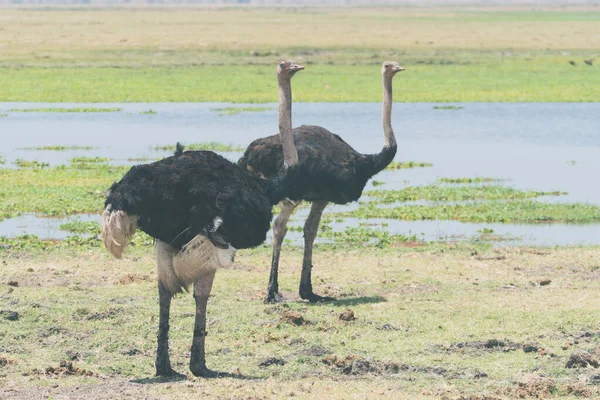 Ambiente Avestruces Junto Una Fuente Agua Parque Nacional Amboseli —  Fotos de Stock