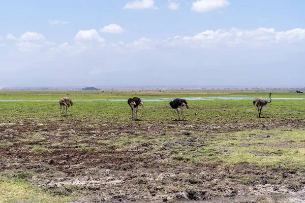 Four Ostriches Row Grazing Eating Amboseli National Park — Stock Photo, Image