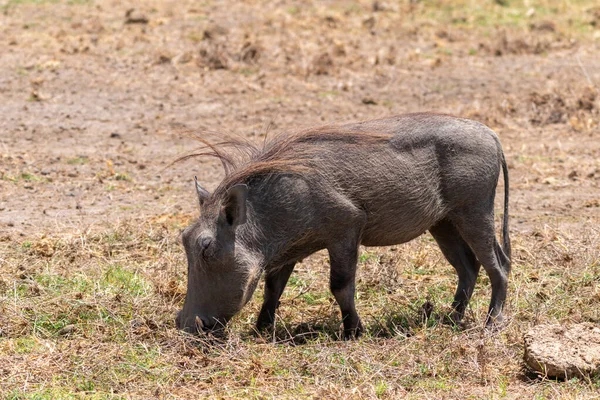Warzenschwein Weidet Nach Nahrung Amboseli Nationalpark Kenia Afrika — Stockfoto
