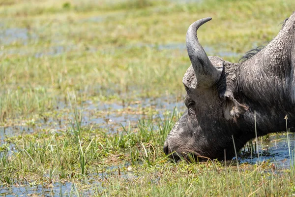 Cape Buffalo Dricker Vatten Amboseli National Park Kenya Afrika — Stockfoto