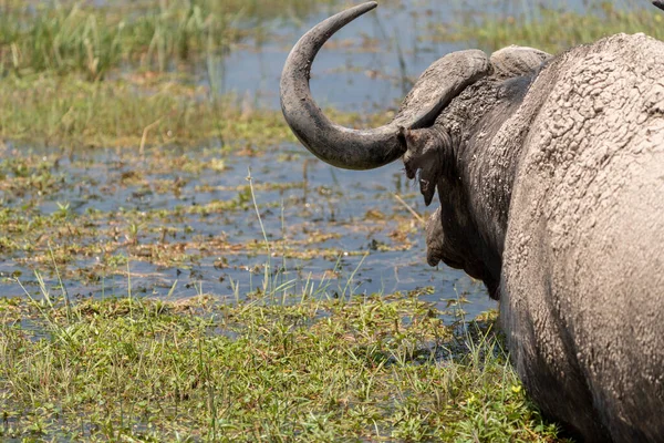 Rückansicht Eines Kapbüffels Einer Wasserquelle Amboseli Nationalpark Kenia Afrika — Stockfoto