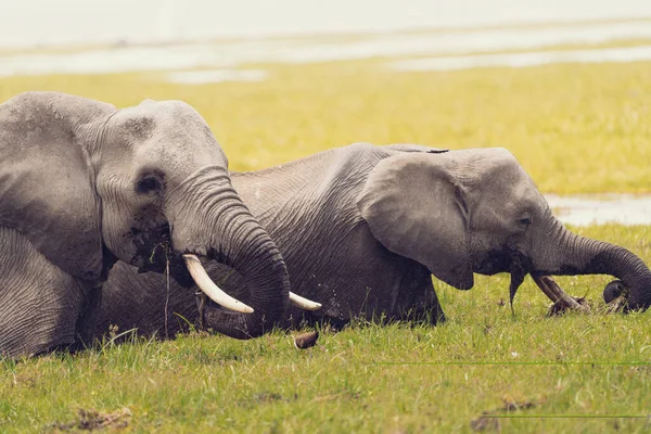 2頭の象がアンボゼリ国立公園の沼から水を飲む ケニアアフリカ — ストック写真