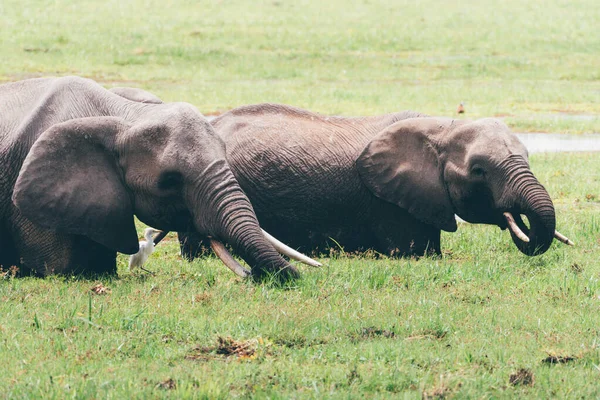 Dos Elefantes Beben Agua Pantano Parque Nacional Amboseli Kenia África — Foto de Stock