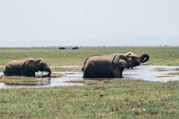 2頭の象がアンボゼリ国立公園の沼から水を飲む ケニアアフリカ — ストック写真