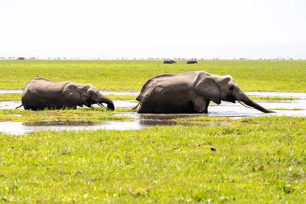 Two elephants drink water from a swamp in Amboseli National Park Kenya Africa