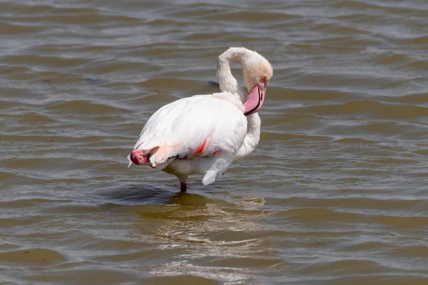 Flamingo Baba Suas Penas Enquanto Vagueia Água Parque Nacional Amboseli — Fotografia de Stock