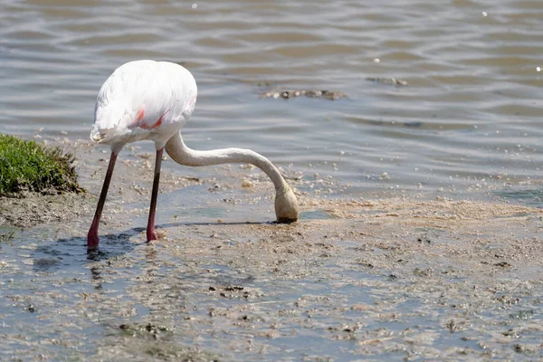 Interessanter Blick Auf Einen Rosafarbenen Flamingo Der Algen Mit Kopf — Stockfoto