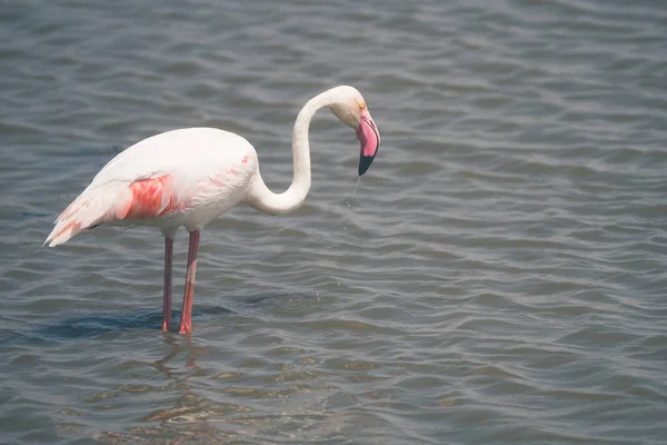 Flamingo Recebe Uma Bebida Enquanto Vagueia Água Parque Nacional Amboseli — Fotografia de Stock