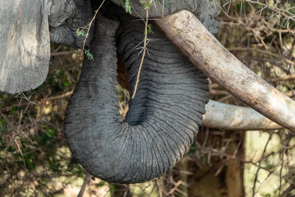 Close up of an elephant trunk and tusks as it eats. Kenya, Africa
