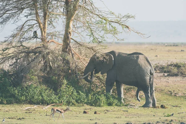 Olifanten Eten Van Een Acaciadoorn Boom Amboseli National Park Kenya — Stockfoto