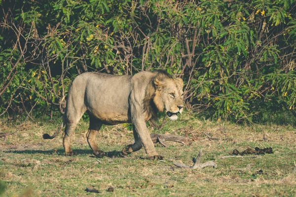 Αρσενικό Λιοντάρι Περπατά Γύρω Ψάχνει Για Θήραμα Στο Εθνικό Πάρκο — Φωτογραφία Αρχείου