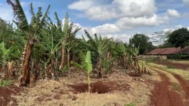 Kenya, Kenya 'da Nairobi yakınlarında yetişen bir fidanlıkta muz ağaçları.