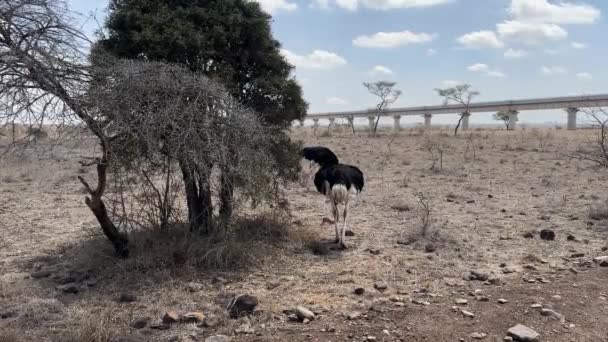 Strauß Weidet Und Pickt Nairobi Nationalpark Kenia Afrika Normalspurbahn Hintergrund — Stockvideo