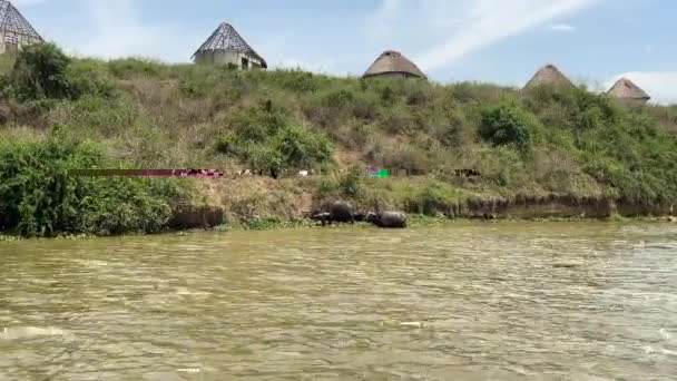 África Del Cabo Búfalo Beber Agua Del Canal Kazinga Uganda — Vídeos de Stock