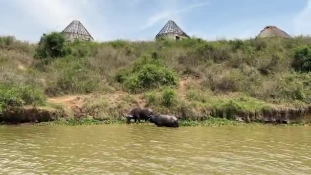 非洲水牛角从乌干达卡辛加海峡的伊丽莎白女王国家公园取水 — 图库视频影像