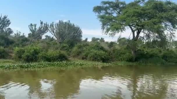 Blick Auf Die Reizvolle Landschaft Ufer Des Kazinga Kanals Queen — Stockvideo