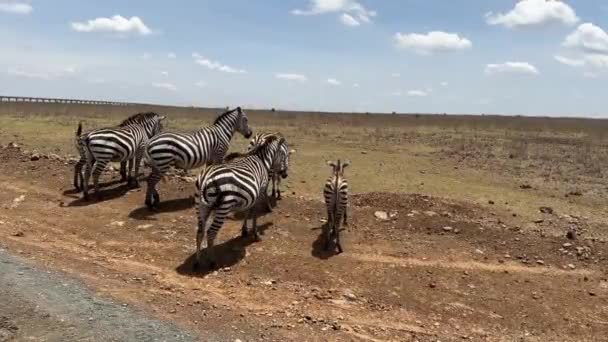 Zebras Grasen Rande Der Safaripfad Straße Nairobi Nationalpark Kenia Ostafrika — Stockvideo