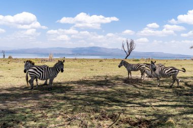 Kenya, Naivasha Gölü 'nde zebra sürüsü.