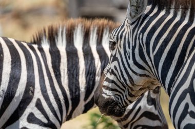 Arkasında başka bir zebrayla bir zebranın kafasını yakın çekim. Seçici odak - Hilal Adası, Kenya Afrika