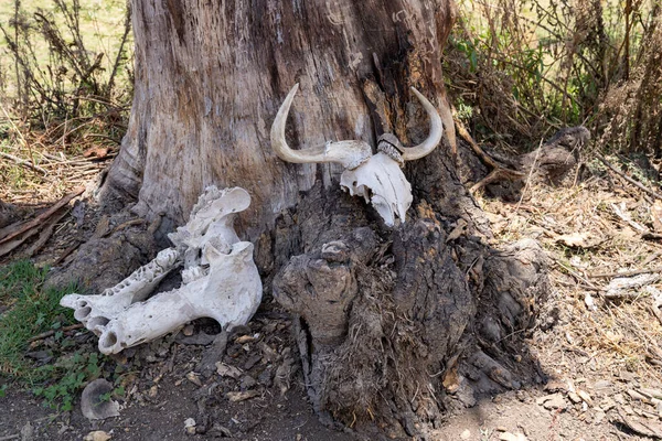 肯尼亚奈瓦沙湖中的动物头骨 靠在树干上 — 图库照片