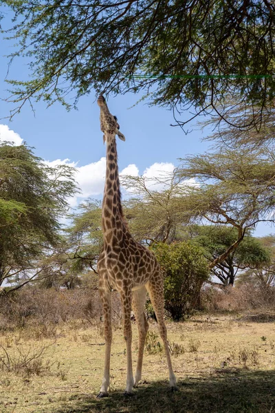 Lago Naivasha Ilha Crescente Girafa Come Uma Árvore Espinho Acácia — Fotografia de Stock