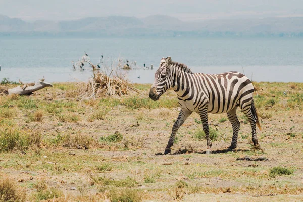 Zebra Trots Passeios Ilha Crescente Quênia África Oriental — Fotografia de Stock