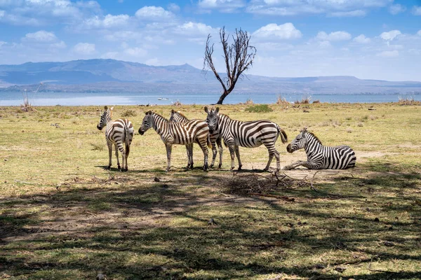 Zebra Ouviu Vibrações Crescent Island Lake Naivasha Quênia África — Fotografia de Stock