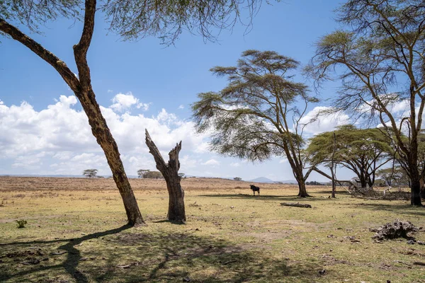 stock image Crescent Island scenery with a lone wildebeest under the shade of a tree, Lake Naivasha Kenya