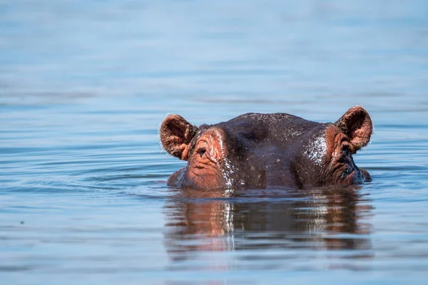 Lago Naivasha Hipopótamo Picos Sus Ojos Oídos Fuera Del Agua —  Fotos de Stock