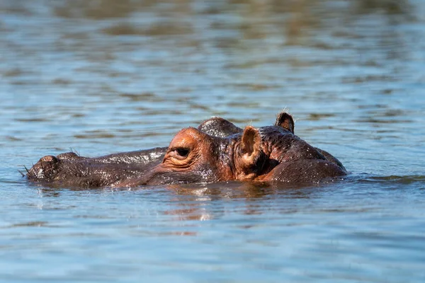 出水的河马的眼睛 耳朵和鼻子的侧貌 肯尼亚 — 图库照片